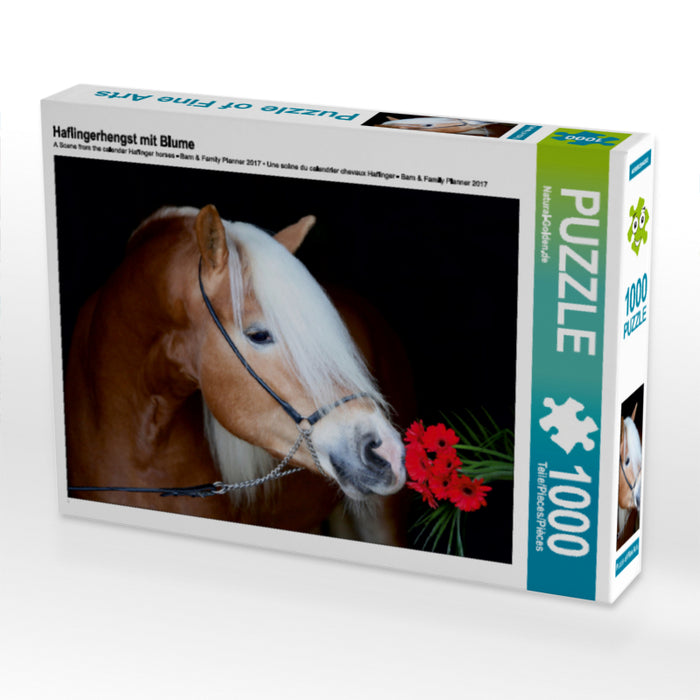 Haflingerhengst mit Blume - CALVENDO Foto-Puzzle - calvendoverlag 29.99