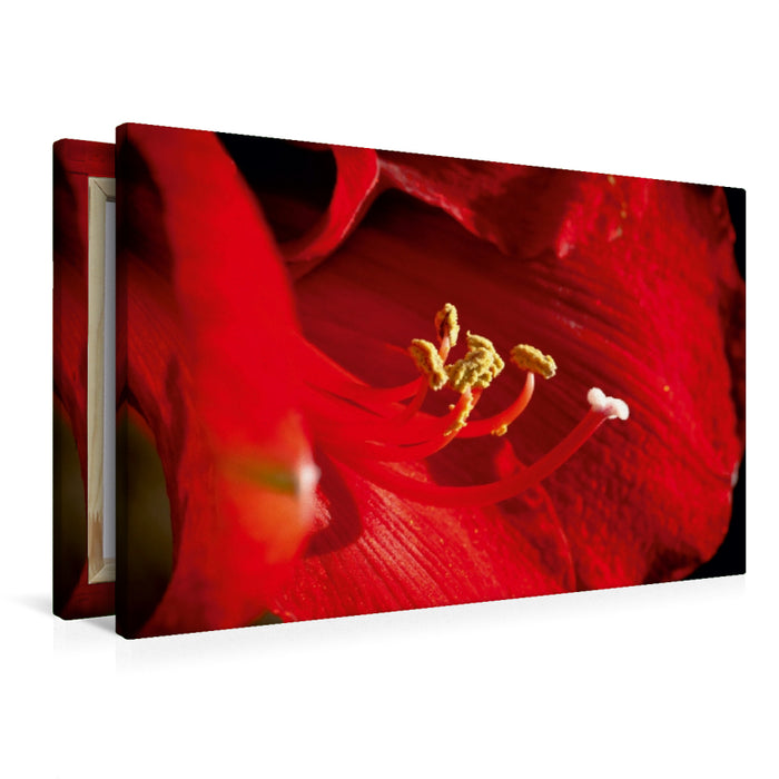 Premium Textil-Leinwand Premium Textil-Leinwand 90 cm x 60 cm quer Amaryllis