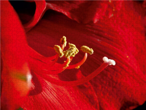 Amaryllis - CALVENDO Foto-Puzzle - calvendoverlag 29.99