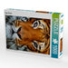 Tiger Portrait - CALVENDO Foto-Puzzle - calvendoverlag 29.99