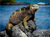 Leguane auf Galapagos - CALVENDO Foto-Puzzle - calvendoverlag 29.99