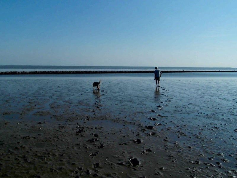 Wattspaziergang mit Hund an der Nordsee - CALVENDO Foto-Puzzle - calvendoverlag 29.99