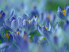 Frühlingstraum in Blau - CALVENDO Foto-Puzzle - calvendoverlag 30.99