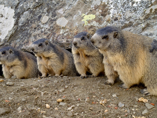 Verspielte Murmeltiere - unterwegs in Saas Fee / Schweiz - CALVENDO Foto-Puzzle - calvendoverlag 31.99