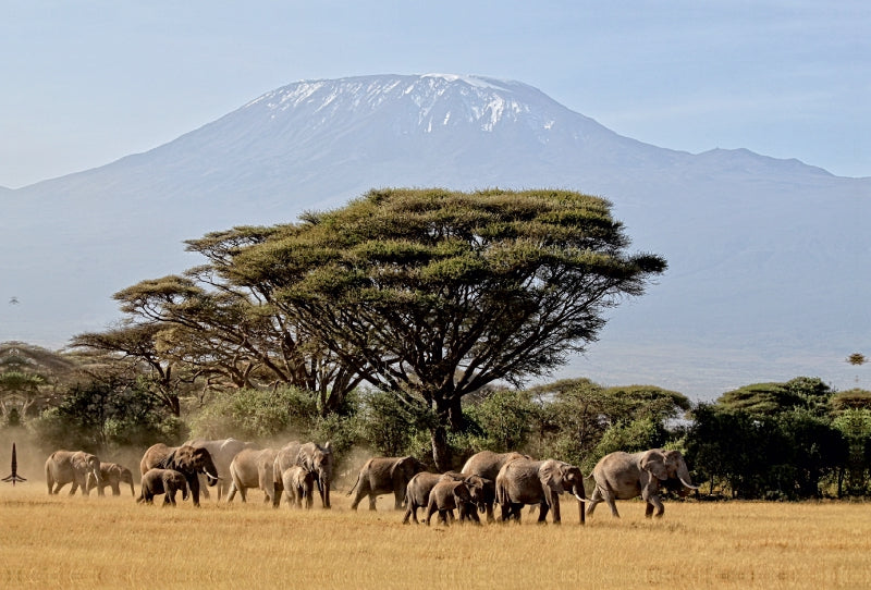 Premium Textil-Leinwand Premium Textil-Leinwand 120 cm x 80 cm quer Majestätische Tiere vor dem Berg der Berge: Elefanten vor dem Kilimandjaro ! Kenia