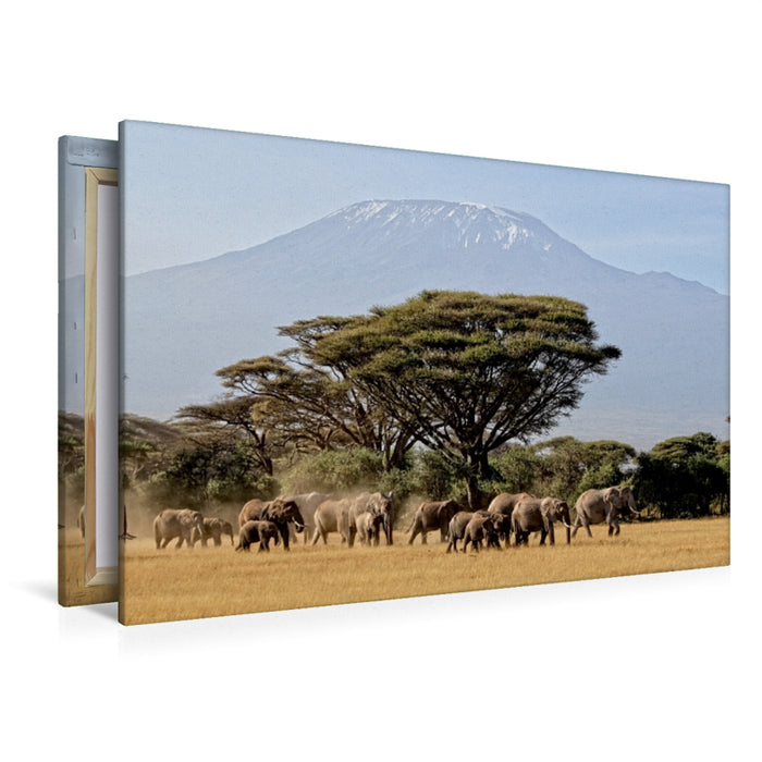 Premium Textil-Leinwand Premium Textil-Leinwand 120 cm x 80 cm quer Majestätische Tiere vor dem Berg der Berge: Elefanten vor dem Kilimandjaro ! Kenia