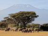 Majestätische Tiere vor dem Berg der Berge: Elefanten vor dem Kilimandjaro ! Kenia - CALVENDO Foto-Puzzle - calvendoverlag 31.99