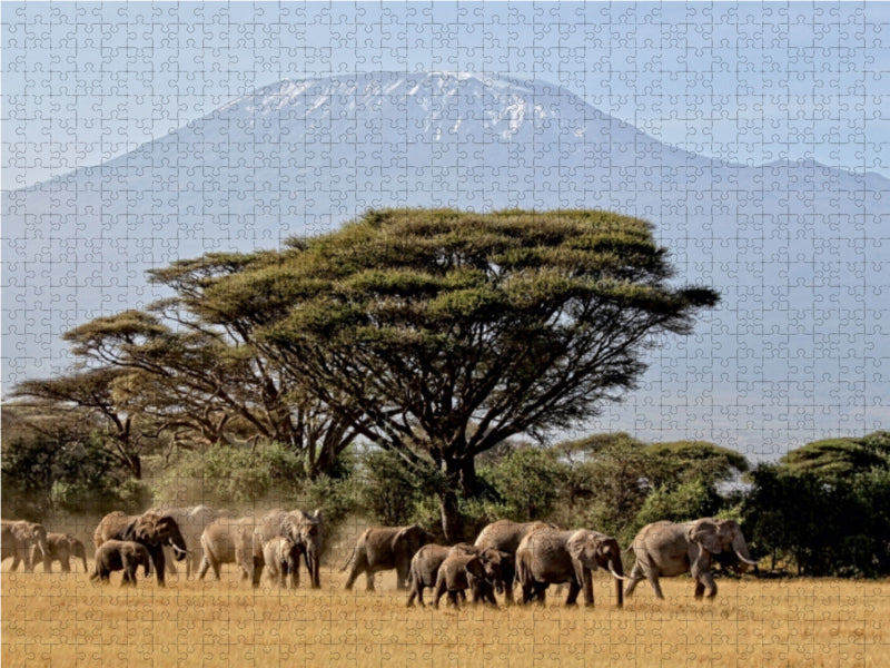 Majestätische Tiere vor dem Berg der Berge: Elefanten vor dem Kilimandjaro ! Kenia - CALVENDO Foto-Puzzle - calvendoverlag 31.99
