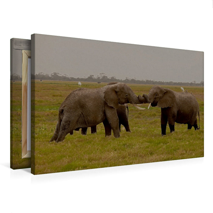 Premium Textil-Leinwand Premium Textil-Leinwand 75 cm x 50 cm quer Spielstunde der Elefanten in freier Wildbahn. Kenia