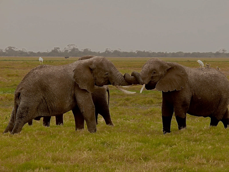 Spielstunde der Elefanten in freier Wildbahn. Kenia - CALVENDO Foto-Puzzle - calvendoverlag 34.99