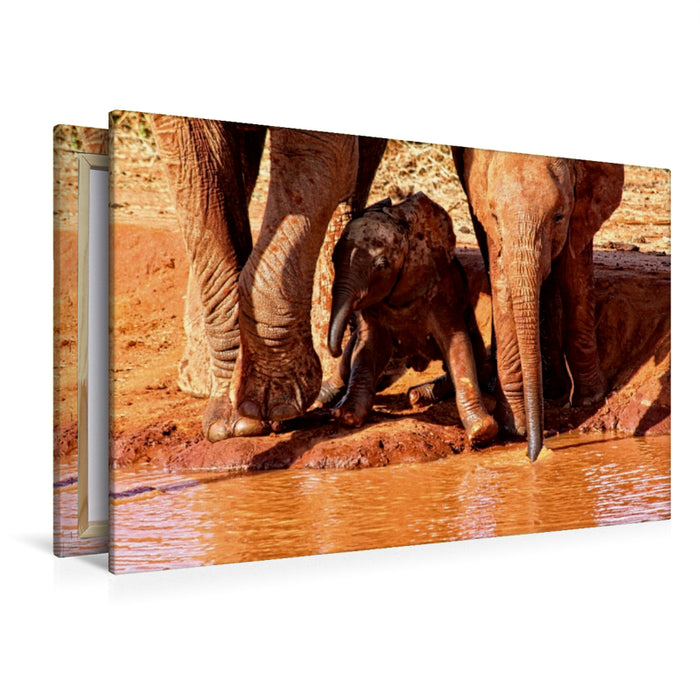 Premium Textil-Leinwand Premium Textil-Leinwand 120 cm x 80 cm quer Kleiner Elefant : Spielstunde und Neugier. Kenia