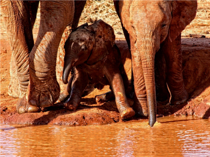 Kleiner Elefant : Spielstunde und Neugier. Kenia - CALVENDO Foto-Puzzle - calvendoverlag 34.99