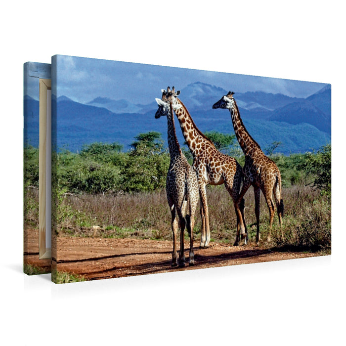 Premium Textil-Leinwand Premium Textil-Leinwand 90 cm x 60 cm quer Giraffen. Faszinierende Wildtiere Afrikas