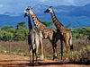 Giraffen. Faszinierende Wildtiere Afrikas - CALVENDO Foto-Puzzle - calvendoverlag 32.99
