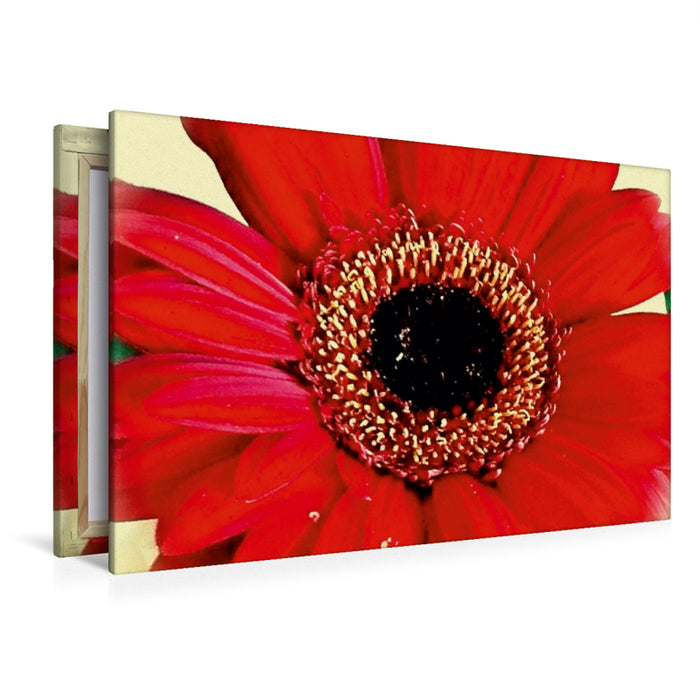 Premium Textil-Leinwand Premium Textil-Leinwand 120 cm x 80 cm quer Rote Gerbera