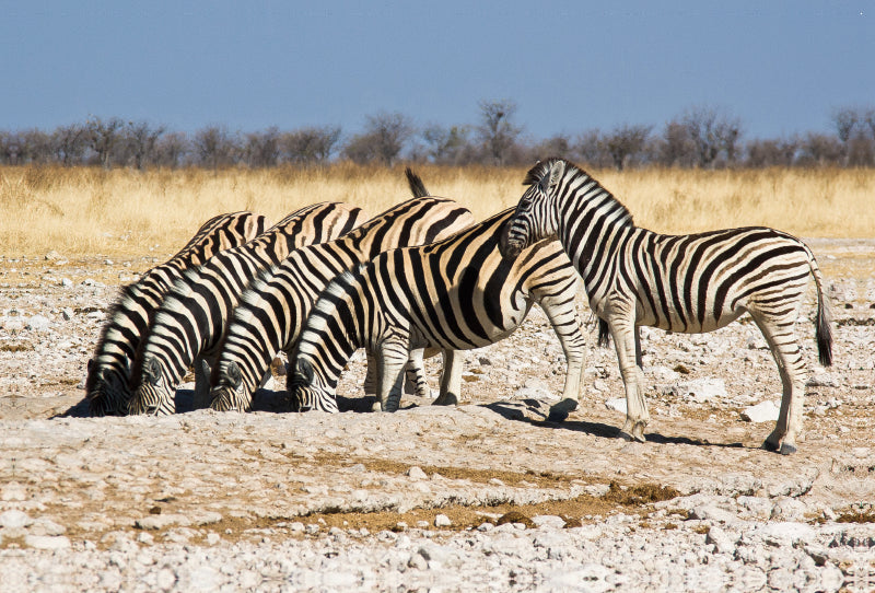 Premium Textil-Leinwand Premium Textil-Leinwand 120 cm x 80 cm quer Burchell Zebras an einem Wasserloch im Etosha National Park