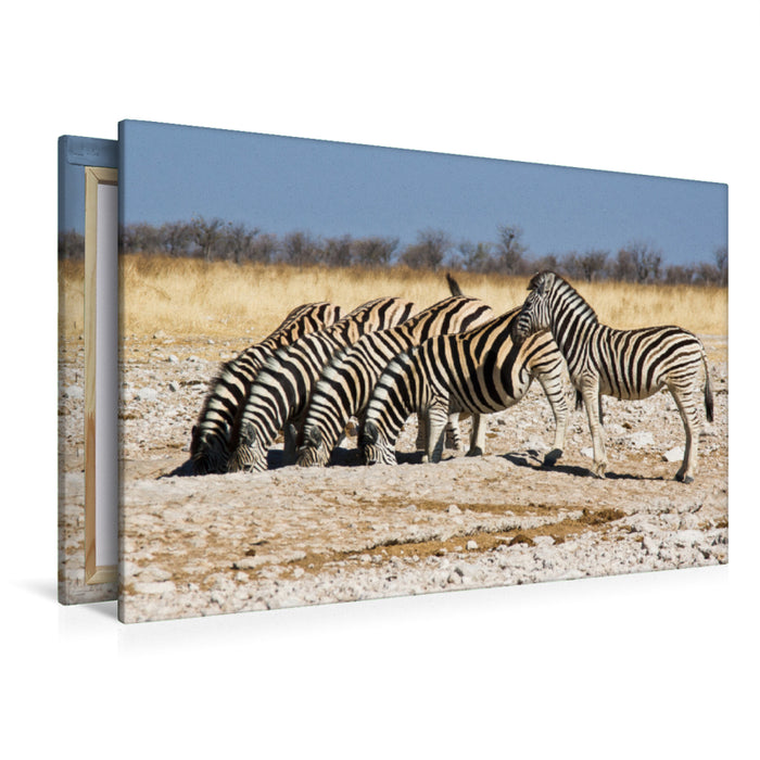 Premium Textil-Leinwand Premium Textil-Leinwand 120 cm x 80 cm quer Burchell Zebras an einem Wasserloch im Etosha National Park