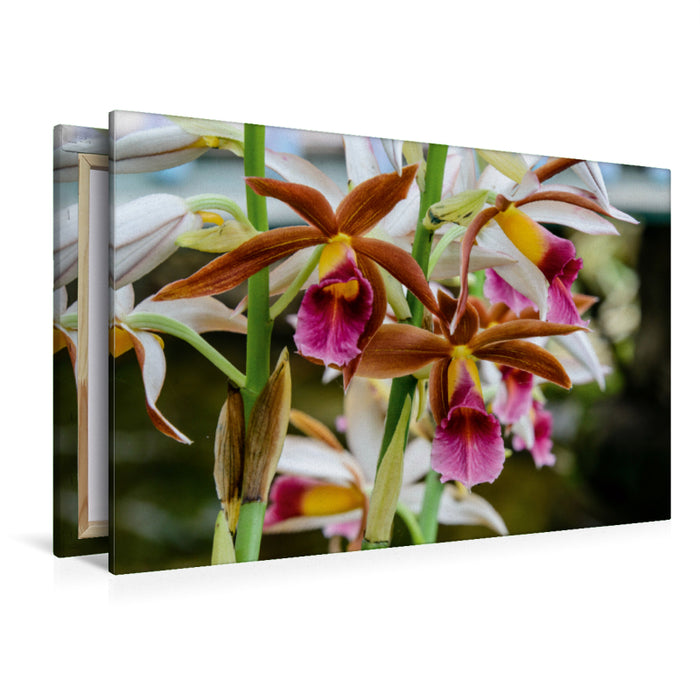 Premium Textil-Leinwand Premium Textil-Leinwand 120 cm x 80 cm quer Phaius Tankervilliae