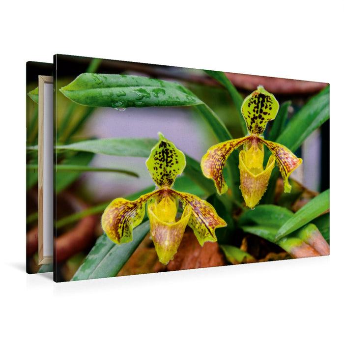 Premium Textil-Leinwand Premium Textil-Leinwand 120 cm x 80 cm quer Paphiopedilum spec.