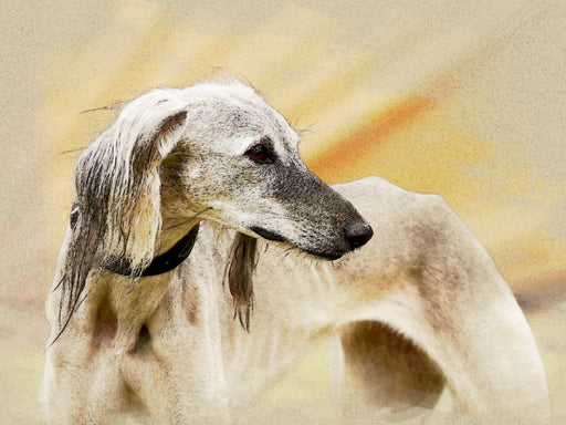 Saluki Portraits - CALVENDO Foto-Puzzle - calvendoverlag 29.99