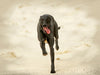 Galgo español - Spanische Windhunde in Bewegung - CALVENDO Foto-Puzzle - calvendoverlag 29.99