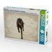 Galgo español - Spanische Windhunde in Bewegung - CALVENDO Foto-Puzzle - calvendoverlag 29.99