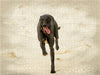 Galgo español - Spanische Windhunde in Bewegung - CALVENDO Foto-Puzzle - calvendoverlag 29.99