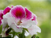 Edelpelargonie 'Elegance Bravo' (Pelargonium grandiflorum) - CALVENDO Foto-Puzzle - calvendoverlag 29.99