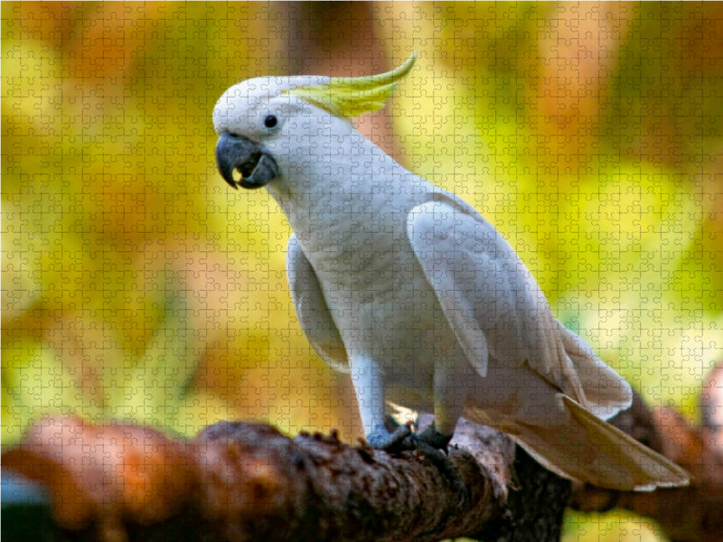 aves australis - Vögel Australiens - CALVENDO Foto-Puzzle - calvendoverlag 29.99