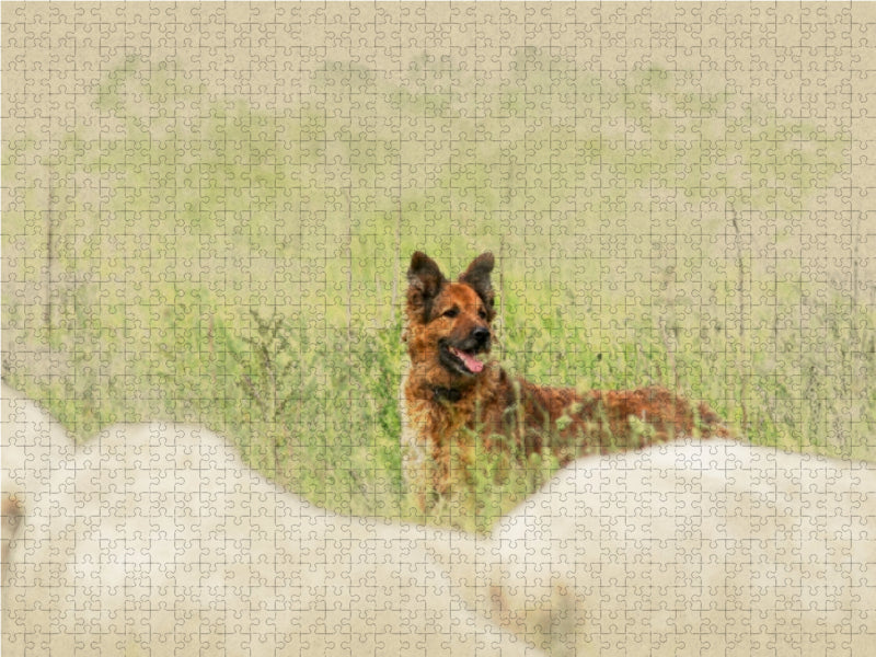 Altdeutsche Hütehunde 2017 - CALVENDO Foto-Puzzle - calvendoverlag 29.99