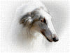 Barsoi (Russischer Windhund) - CALVENDO Foto-Puzzle - calvendoverlag 29.99