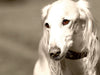 Saluki - CALVENDO Foto-Puzzle - calvendoverlag 29.99