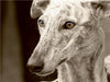 Galgo Español - CALVENDO Foto-Puzzle - calvendoverlag 29.99