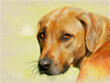 Rhodesian Ridgeback 2017 - CALVENDO Foto-Puzzle - calvendoverlag 29.99