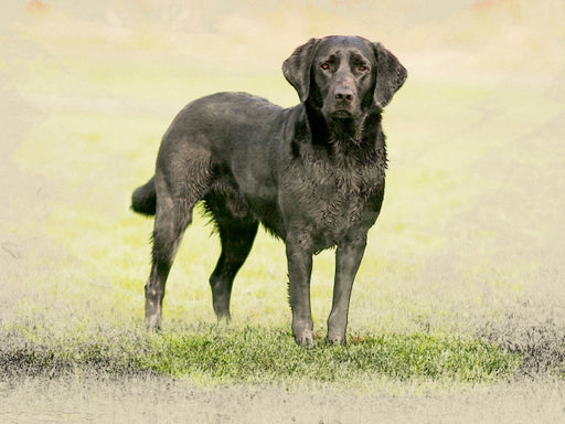 Labrador Retriever 2017 - CALVENDO Foto-Puzzle - calvendoverlag 29.99