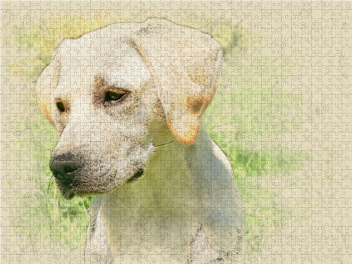 Labrador Retriever 2017 - CALVENDO Foto-Puzzle - calvendoverlag 29.99