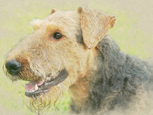 Airedale Terrier 2017 - CALVENDO Foto-Puzzle - calvendoverlag 29.99