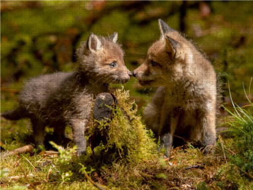 Bei den Jungfüchsen - CALVENDO Foto-Puzzle - calvendoverlag 29.99