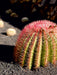 Sonnenhungriger Kaktus mit hübschen roten Stacheln - CALVENDO Foto-Puzzle - calvendoverlag 29.99