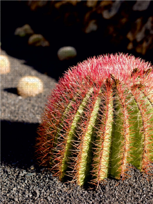 Sonnenhungriger Kaktus mit hübschen roten Stacheln - CALVENDO Foto-Puzzle - calvendoverlag 29.99