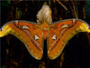 Atlasseidenspinner Attacus atlas - CALVENDO Foto-Puzzle - calvendoverlag 29.99