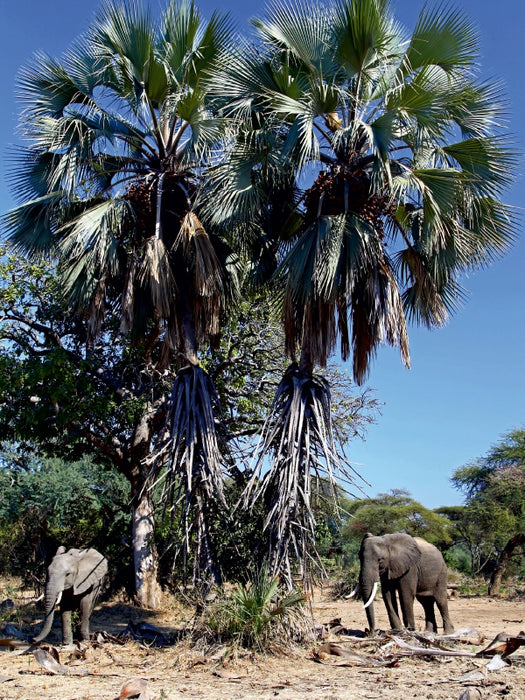 Elefanten unter Palmen, Afrika - CALVENDO Foto-Puzzle - calvendoverlag 29.99