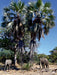 Elefanten unter Palmen, Afrika - CALVENDO Foto-Puzzle - calvendoverlag 29.99