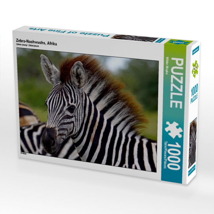 Zebra-Nachwuchs, Afrika - CALVENDO Foto-Puzzle - calvendoverlag 29.99
