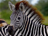 Zebra-Nachwuchs, Afrika - CALVENDO Foto-Puzzle - calvendoverlag 29.99