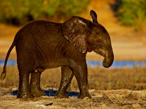 Junger Elefant in Botswana - CALVENDO Foto-Puzzle - calvendoverlag 29.99