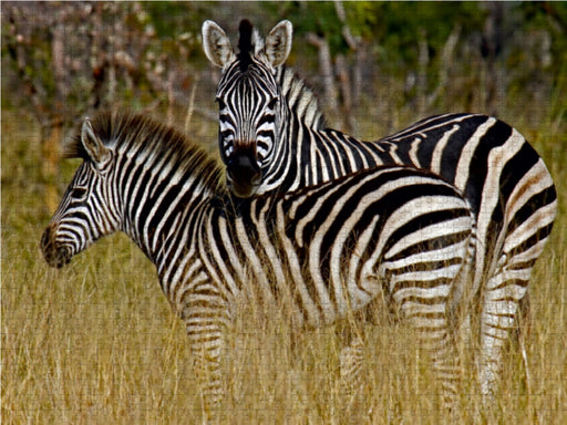 Zebra-Kleinfamilie, Namibia - CALVENDO Foto-Puzzle - calvendoverlag 29.99