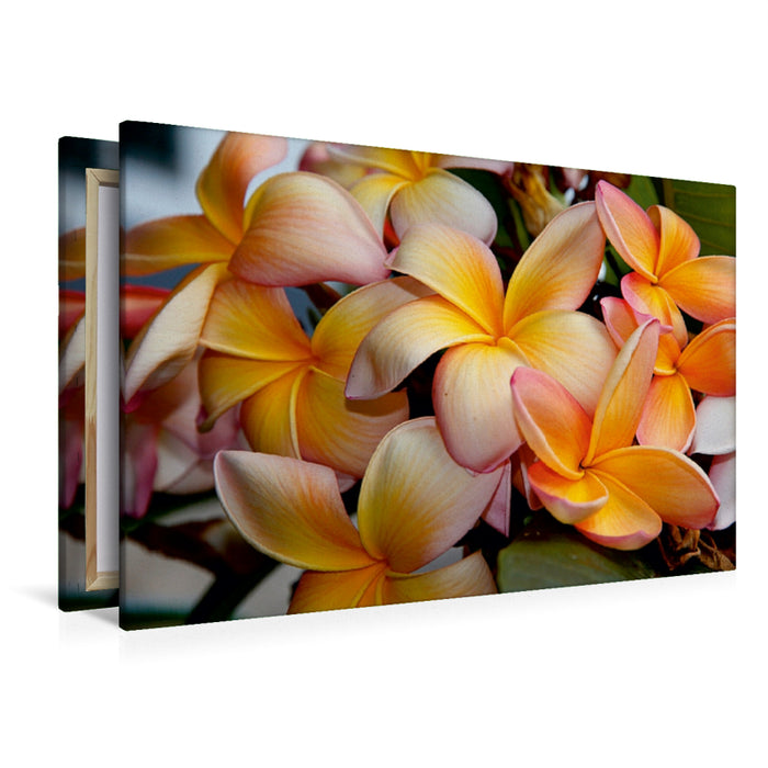 Premium Textil-Leinwand Premium Textil-Leinwand 120 cm x 80 cm quer Frangipani