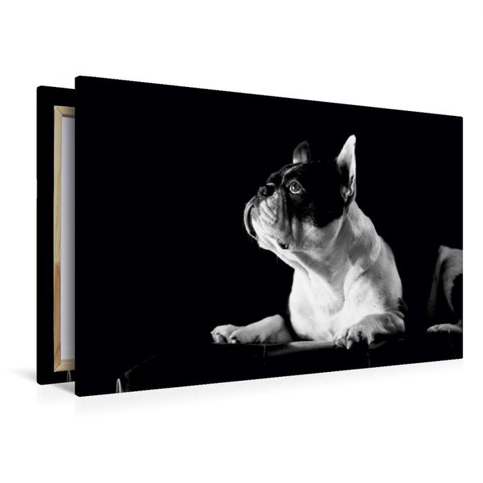 Premium Textil-Leinwand Premium Textil-Leinwand 120 cm x 80 cm quer Juno - Französische Bulldogge, 4 Jahre