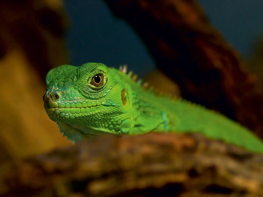 Grüne Wasseragame - CALVENDO Foto-Puzzle - calvendoverlag 29.99